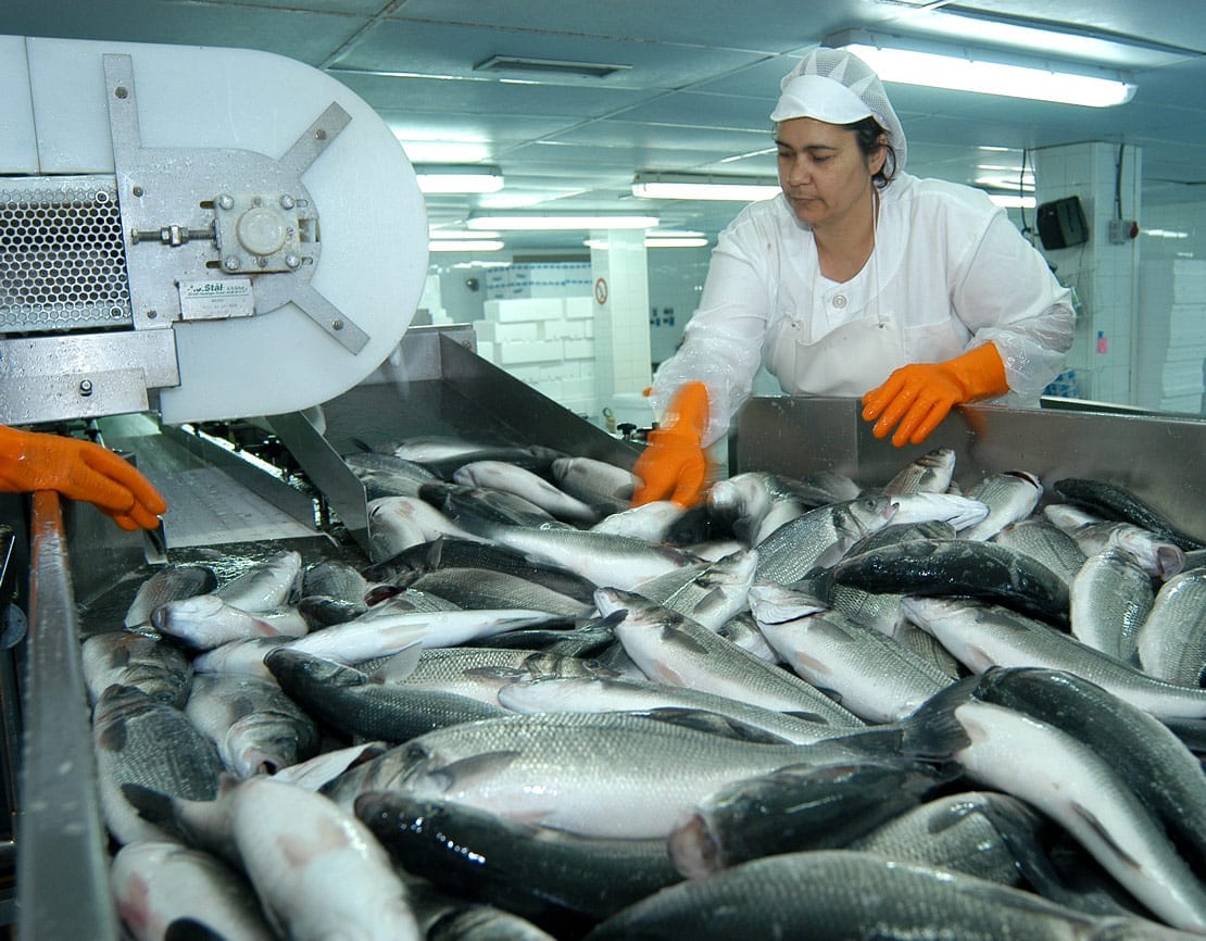 Acuicultora con pescados de acuicultura