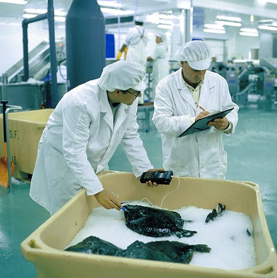 Rodaballo en instalación acuícola