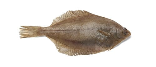 Lenguado