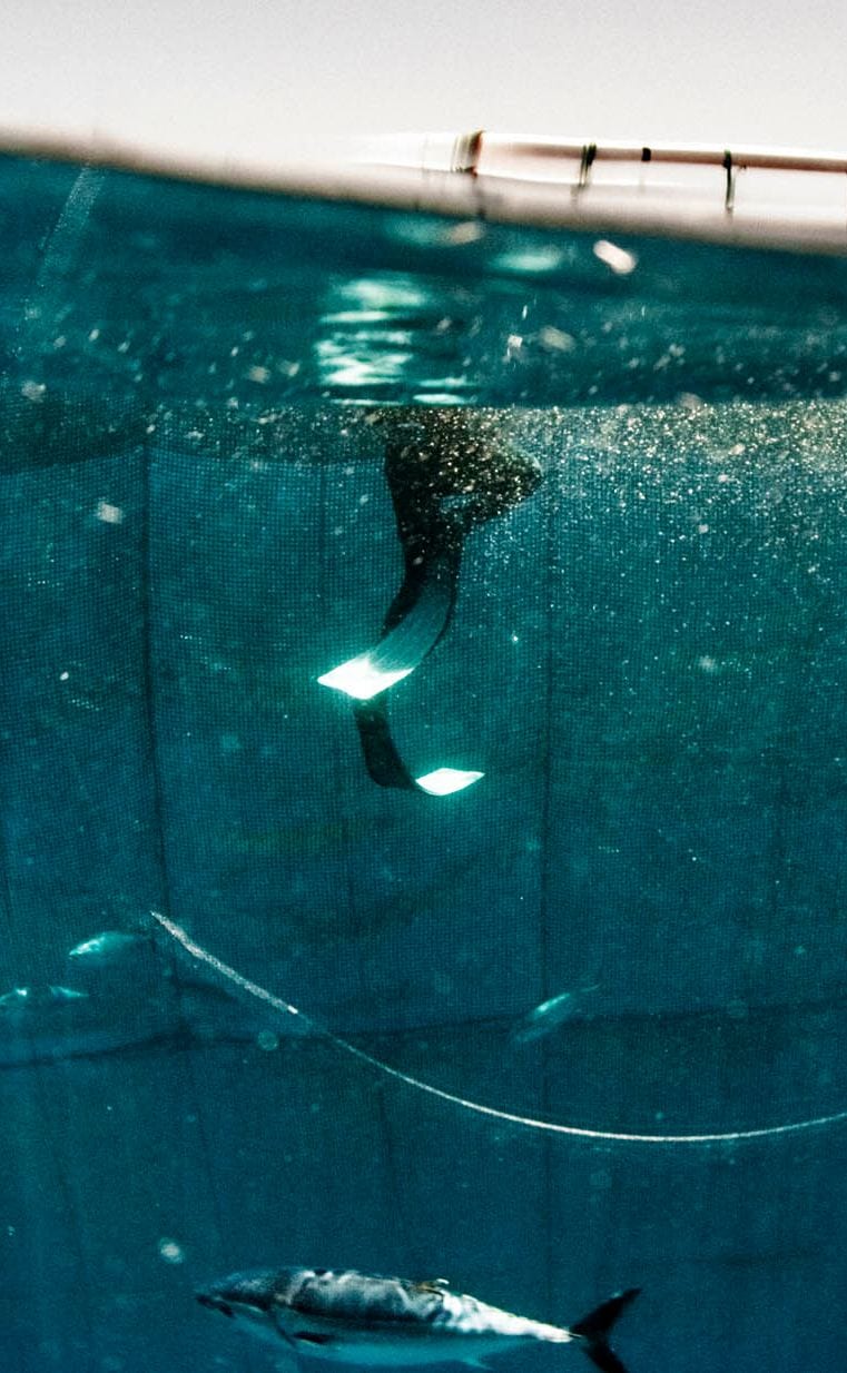 Imagen de atún rojo en instalación de acuicultura
