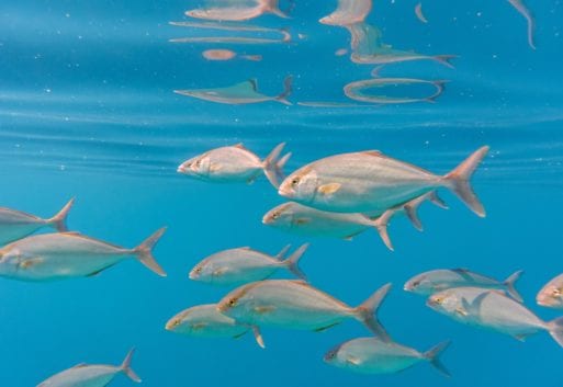 Seriola de acuicultura: descubre al pez limón