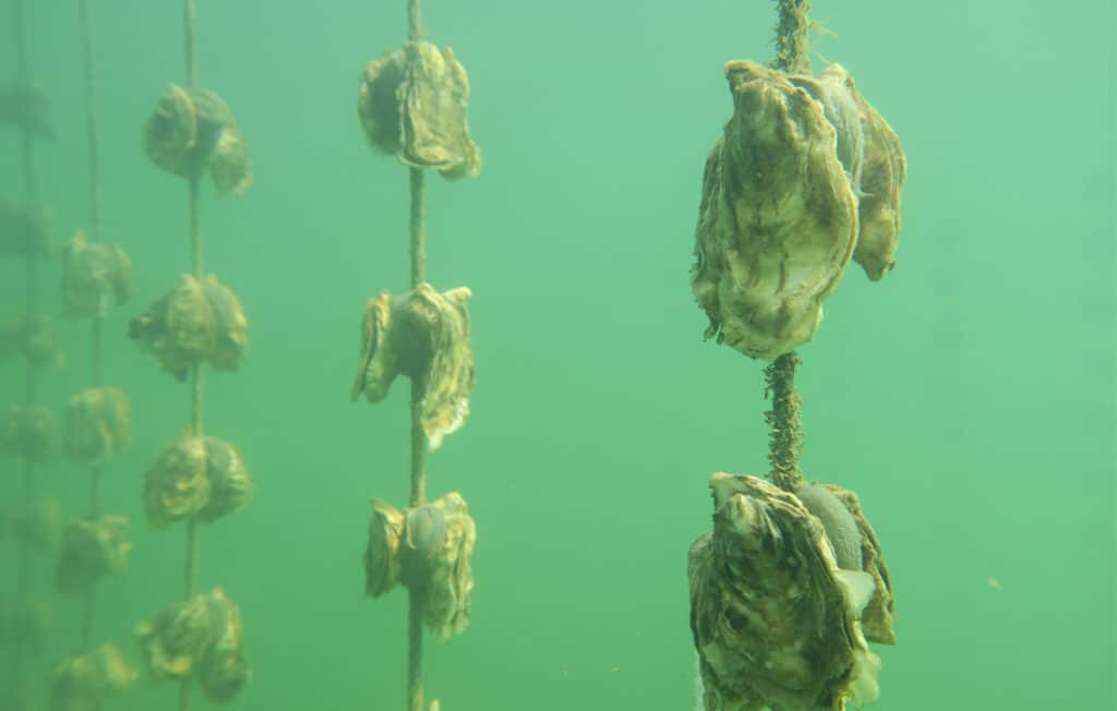moluscos en acuicultura