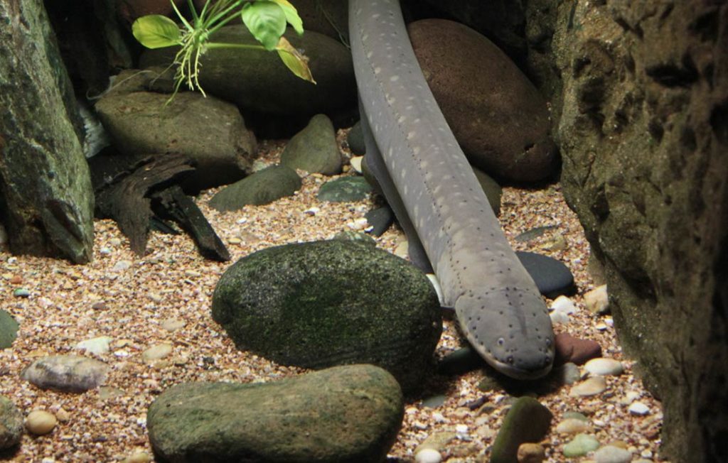 Anguila de acuicultura: del mito de Lago-Ness a ‘la cazuela’