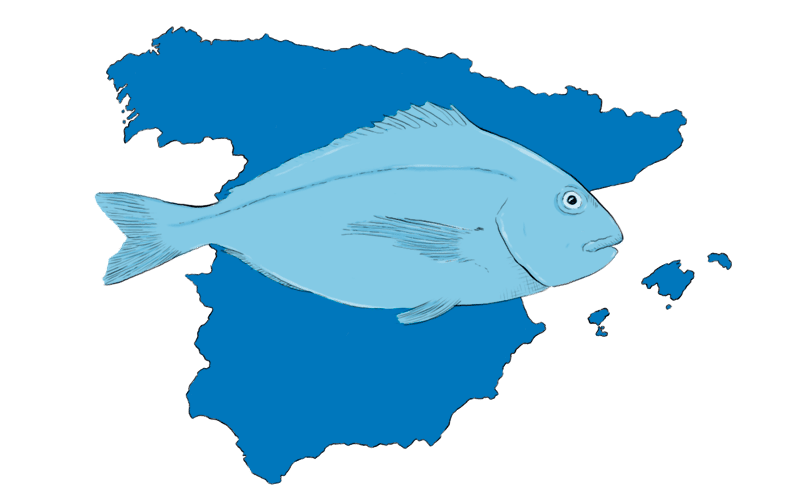 Pescado y mapa de España