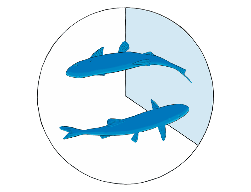 pescados de acuicultura