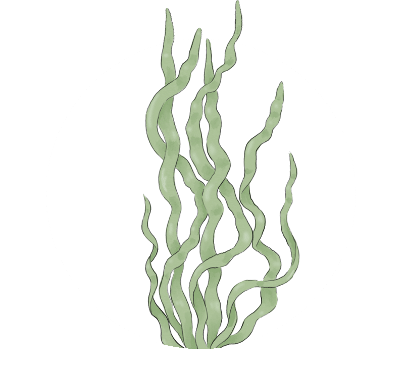 Dibujo de algas