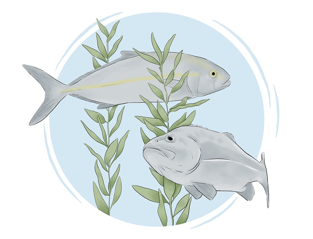 Dibujo de peces y medio ambiente