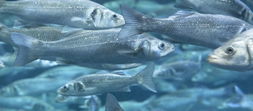 Sin acuicultura no hay pescado para todos